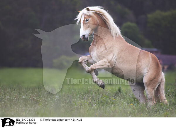Haflinger horse / BK-01338