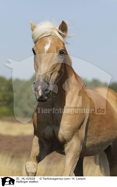 Haflinger stallion / HL-02928
