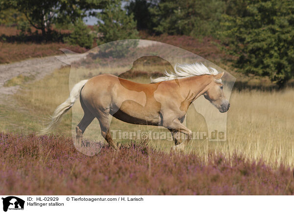 Haflinger stallion / HL-02929