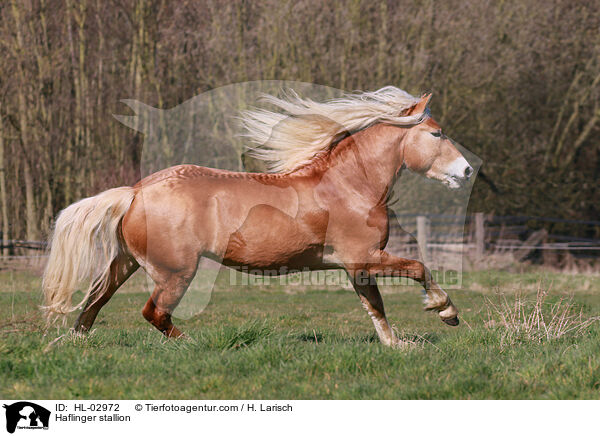 Haflinger stallion / HL-02972
