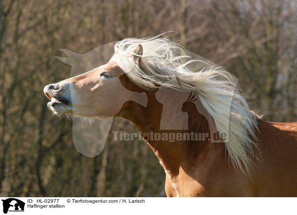 Haflinger stallion / HL-02977