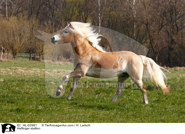 Haflinger stallion / HL-02981