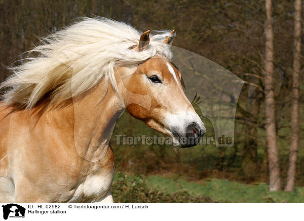 Haflinger stallion / HL-02982