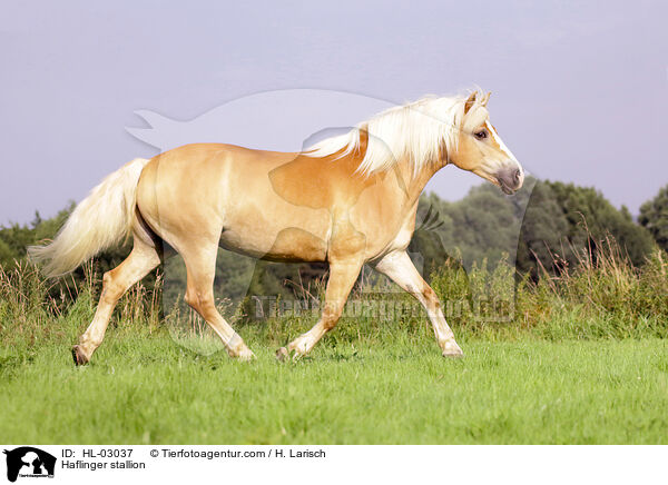 Haflinger stallion / HL-03037