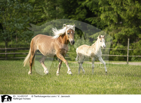 Haflinger horses / VJ-05137