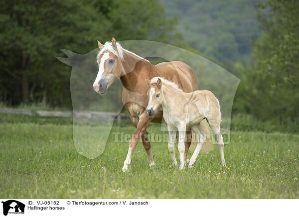 Haflinger horses / VJ-05152