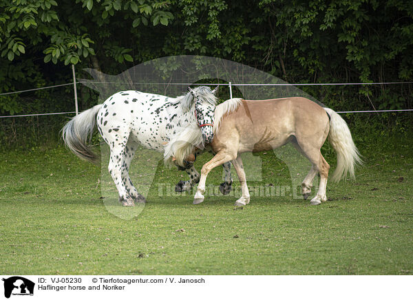 Haflinger und Noriker / Haflinger horse and Noriker / VJ-05230