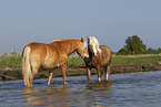 2 Haflinger horses