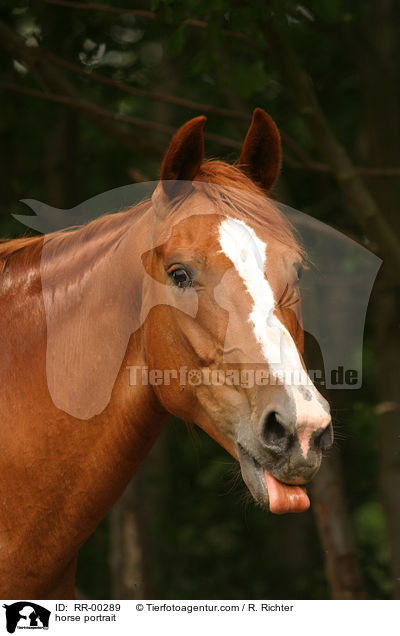 Hannoveraner / horse portrait / RR-00289