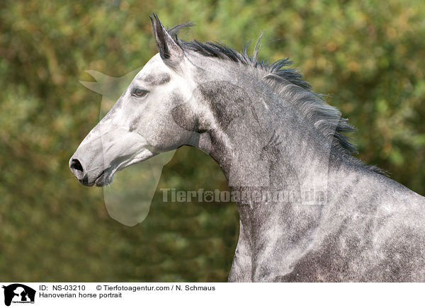 Hanoverian horse portrait / NS-03210