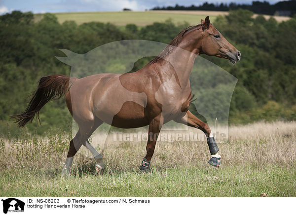 trotting Hanoverian Horse / NS-06203
