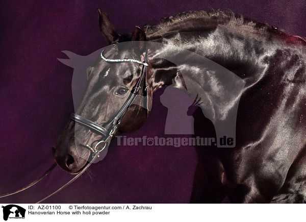 Hanoverian Horse with holi powder / AZ-01100