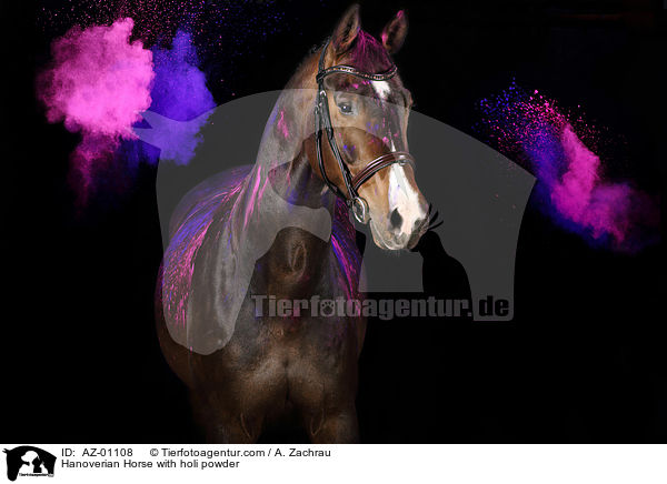Hanoverian Horse with holi powder / AZ-01108