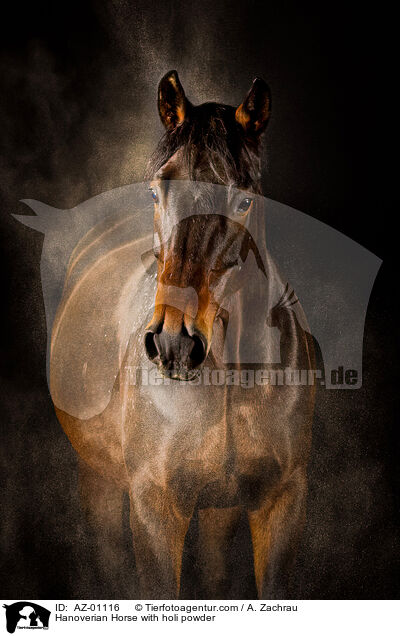 Hanoverian Horse with holi powder / AZ-01116