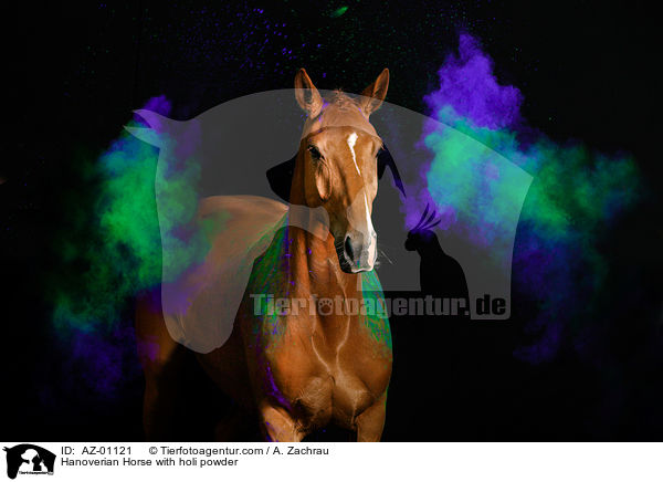 Hanoverian Horse with holi powder / AZ-01121