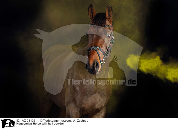 Hanoverian Horse with holi powder / AZ-01133