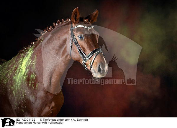 Hanoverian Horse with holi powder / AZ-01136