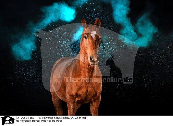 Hanoverian Horse with holi powder / AZ-01157