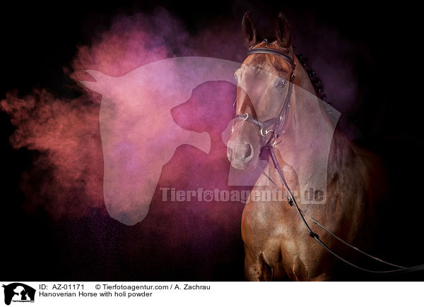 Hanoverian Horse with holi powder / AZ-01171