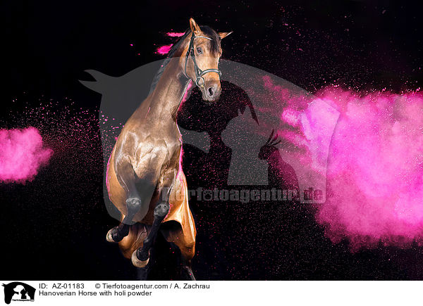 Hanoverian Horse with holi powder / AZ-01183