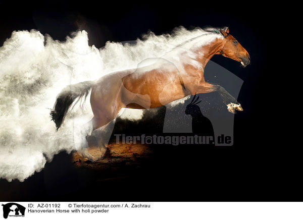 Hanoverian Horse with holi powder / AZ-01192