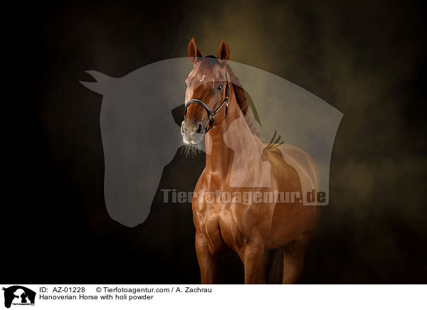 Hanoverian Horse with holi powder / AZ-01228