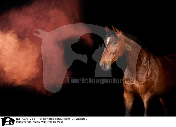 Hanoverian Horse with holi powder / AZ-01253
