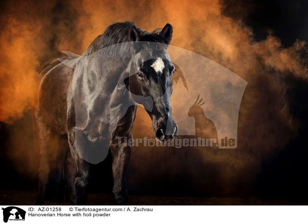 Hanoverian Horse with holi powder / AZ-01258