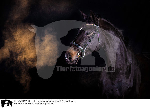 Hanoverian Horse with holi powder / AZ-01260