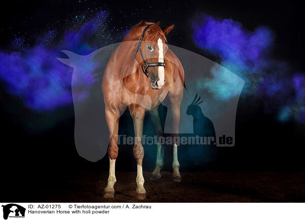 Hanoverian Horse with holi powder / AZ-01275