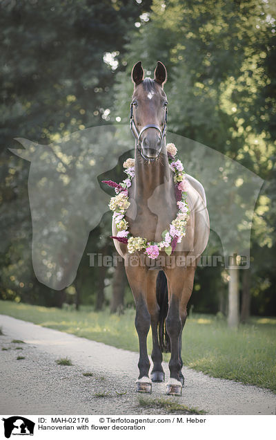Hanoverian with flower decoration / MAH-02176