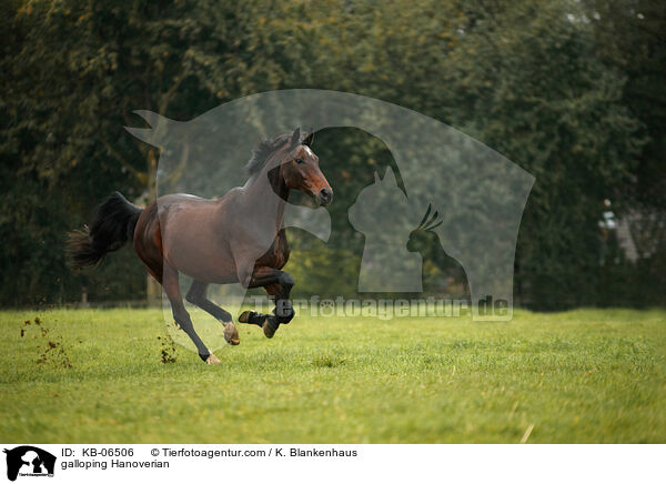 galloping Hanoverian / KB-06506