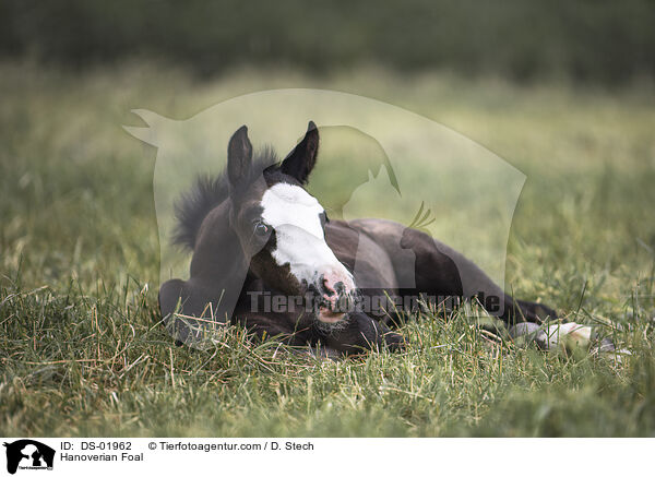 Hanoverian Foal / DS-01962