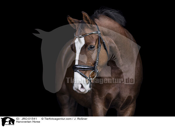 Hanoverian Horse / JRO-01541