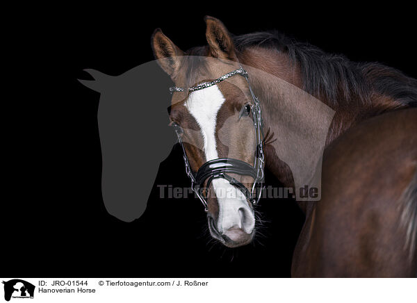 Hanoverian Horse / JRO-01544