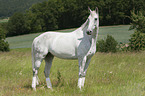 standing Hanoverian Horse