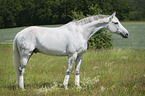 standing Hanoverian Horse