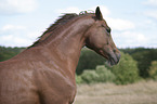 Hanoverian Horse portrait
