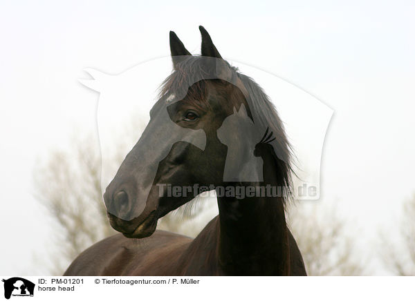 horse head / PM-01201