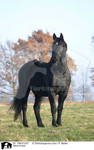 black horse / PM-01207