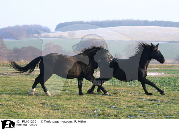 running horses / PM-01209