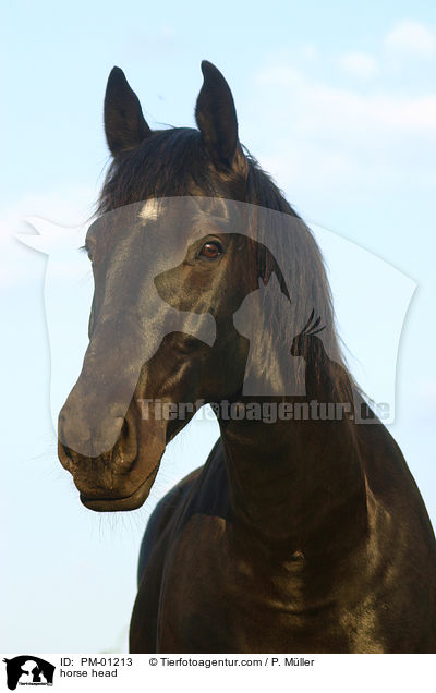 horse head / PM-01213