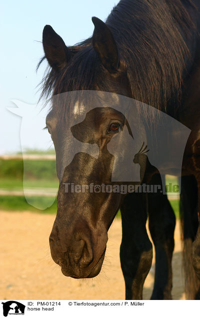 horse head / PM-01214