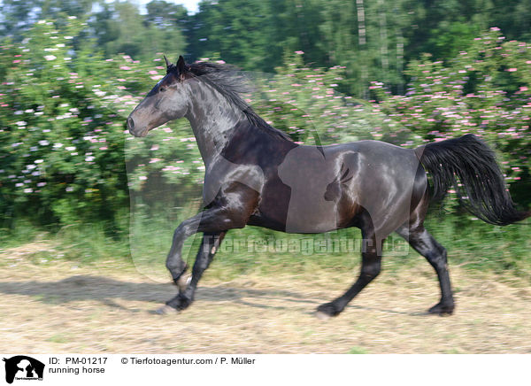 running horse / PM-01217