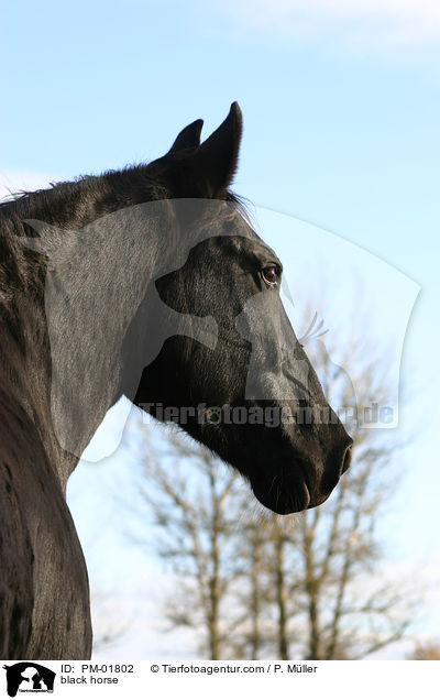 black horse / PM-01802