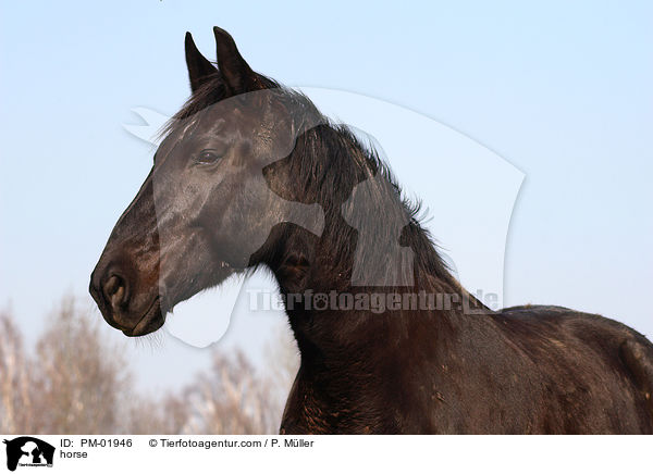 horse / PM-01946