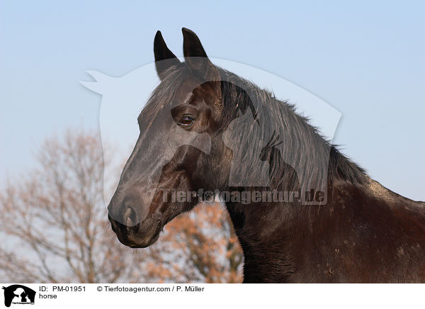 horse / PM-01951