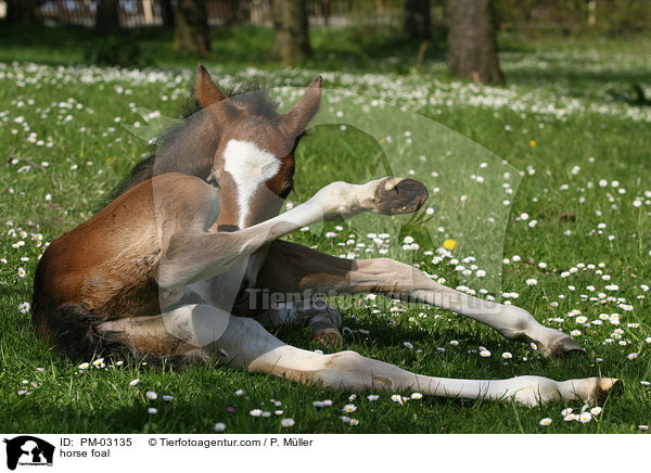 horse foal / PM-03135