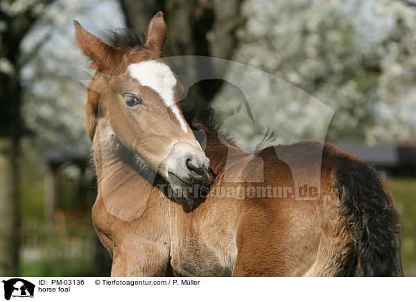 horse foal / PM-03136