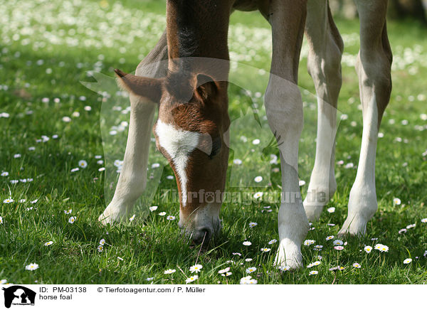 horse foal / PM-03138